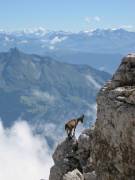 un chamois a la Tournette 